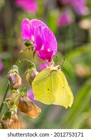 A Macro Shot Of A Yellow And Green Common Brimstone (Gonepteryx Rhamni) Butterfly Feeding From Sweat Pea Flower (Lathyrus Odoratus).