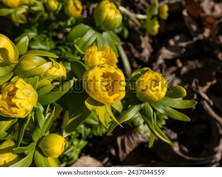Macro shot of yellow winter aconite (Eranthis hyemalis) 'Flore Pleno', a variation with fully double yellow flowers, emerging from the ground in early spring in bright sunlight