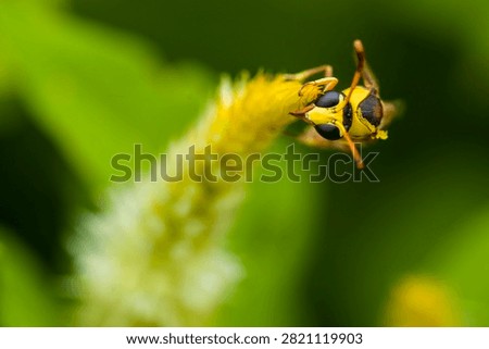 Macro shot of a yellowjacket wasp perched on a yellow flower blooming in the garden, selective focus.