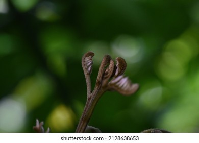 Macro Shot Of Young Shoots With Blur Green Background And Bokeh. Rebirth Concept