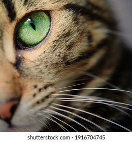 A macro shot of a young tabby cat's face. Focus on his gorgeous green eyes .