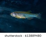 A macro shot of a zebra danio tropical fish.