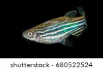 A macro shot of a zebra danio tropical fish.