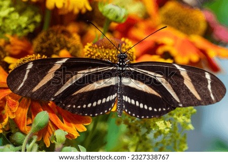 Macro Shot Zebra Longwing butterfly Heliconius charithonia sitting on beautiful flowers with colorful background
