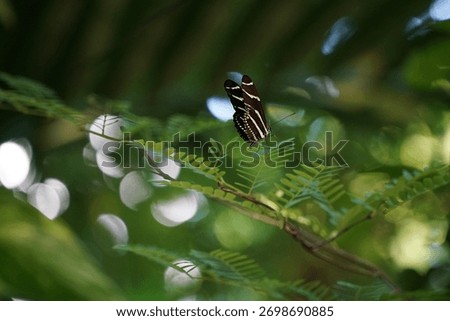 A macro shot of a zebra longwing on a green branch