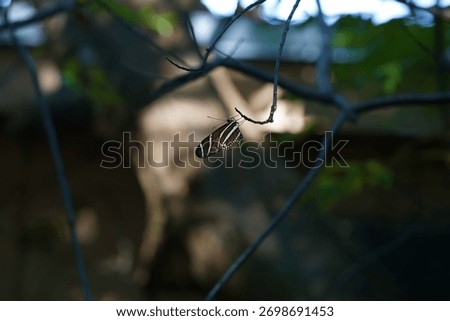 A macro shot of a zebra longwing perched upside down on a branch