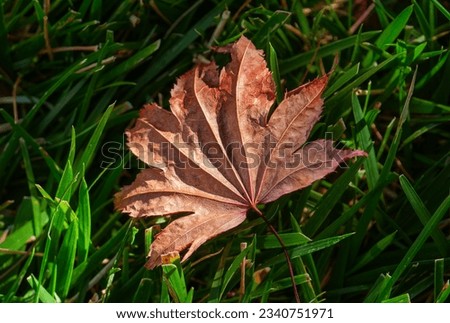 macro shote of a single red maple leaf in green grass