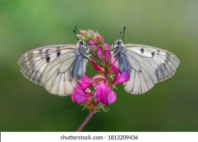 Macro shots, Beautiful nature scene. Closeup beautiful butterfly sitting on the flower in a summer garden.

 - Powered by Shutterstock