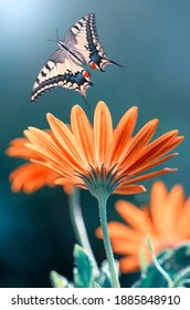 Macro Shots, Beautiful Nature Scene. Closeup Beautiful Butterfly Sitting On The Flower In A Summer Garden.