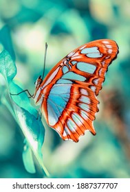 Macro Shots, Beautiful Nature Scene. Closeup Beautiful Butterfly Sitting On The Flower In A Summer Garden.