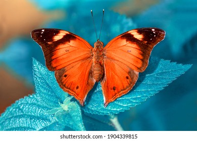 Macro Shots, Beautiful Nature Scene. Closeup Beautiful Butterfly Sitting On The Flower In A Summer Garden.