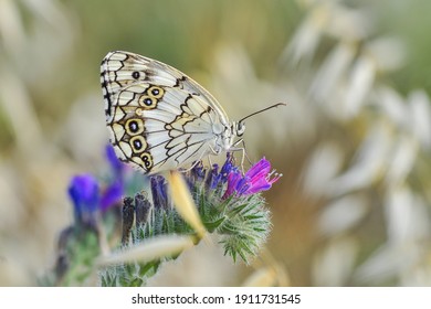 Macro Shots, Beautiful Nature Scene. Closeup Beautiful Butterfly Sitting On The Flower In A Summer Garden.