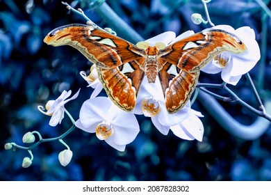 Macro Shots, Beautiful Nature Scene. Closeup Beautiful Butterfly Sitting On The Flower In A Summer Garden.