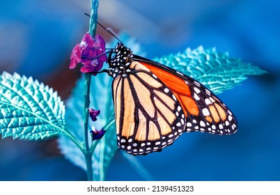 Macro Shots, Beautiful Nature Scene. Closeup Beautiful Butterfly Sitting On The Flower In A Summer Garden.