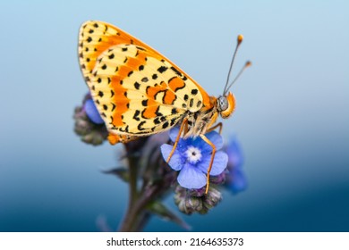 Macro Shots, Beautiful Nature Scene. Closeup Beautiful Butterfly Sitting On The Flower In A Summer Garden.