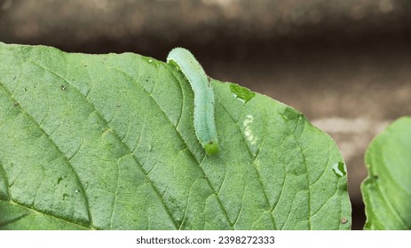 Macro shots, Beautiful nature scene. Close up beautiful small caterpillar - Powered by Shutterstock