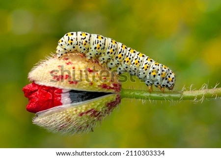 Similar – Image, Stock Photo anthurium Anthurium