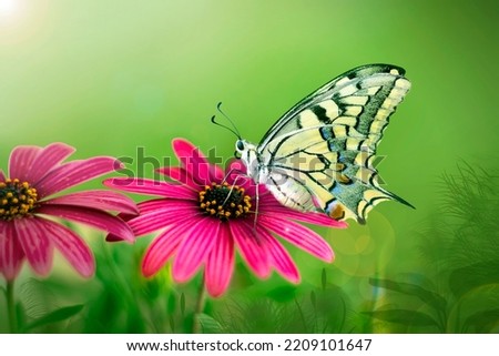 Macro shots, Beautiful nature scene. Closeup beautiful butterfly sitting on the flower in a summer garden