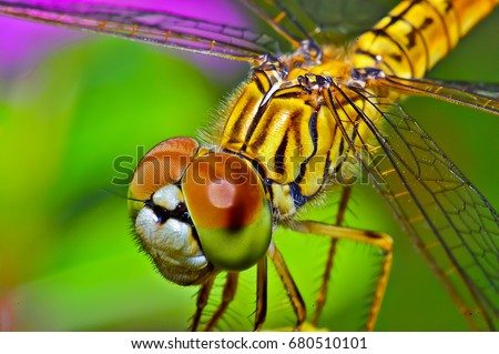 Macro shots, Beautiful nature scene dragonfly. Showing of eyes and wings detail. Dragonfly in the nature habitat using as a background or wallpaper.The concept for writing an article. 