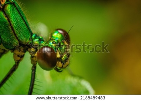 Macro shots, close up nature scene dragonfly. Showing of eyes detail. green dragonfly in the nature habitat using as a background or wallpaper