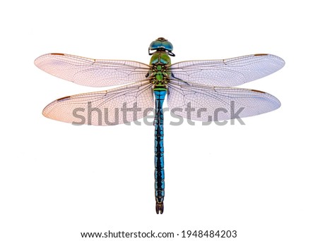 Macro shots, dragonfly and wings detail. Beautiful dragonfly isolated on a white background