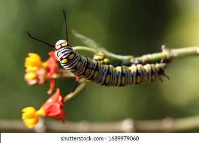 Macro Shots Of A Monarch Caterpillar Eating