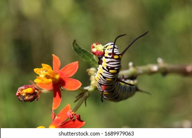 Macro Shots Of A Monarch Caterpillar Eating