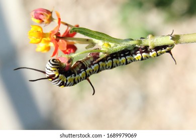 Macro Shots Of A Monarch Caterpillar Eating