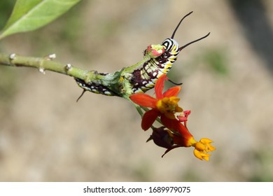 Macro Shots Of A Monarch Caterpillar Eating