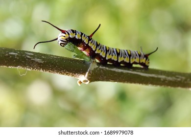 Macro Shots Of A Monarch Caterpillar Eating