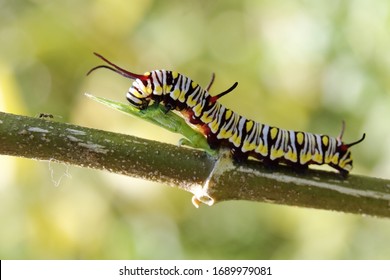 Macro Shots Of A Monarch Caterpillar Eating