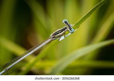 Macro shots, nature scene damselfly. Showing of eyes detail. damselfly in the nature habitat using as a background or wallpaper