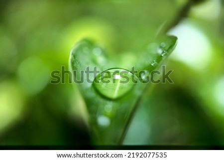 Similar – Image, Stock Photo Heart of a grain in a barley field