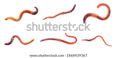 Macro shots of red worm Dendrobena, earthworm live bait for fishing isolated on white background.