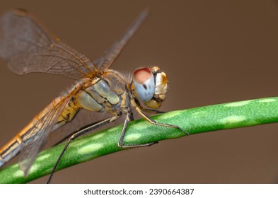 Tomas de macro, mostrar ojos de libélula y detalles de alas. Hermosa libélula en el hábitat natural.
