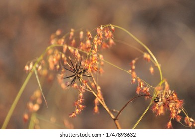 Macro shots of wild grasses in the beautiful afternoon light