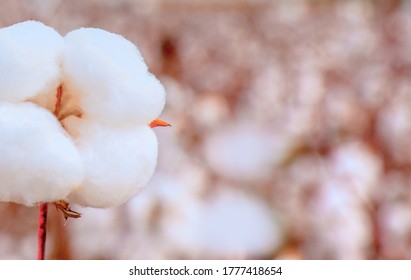 Macro shut photo of Cotton fields ready for harvesting