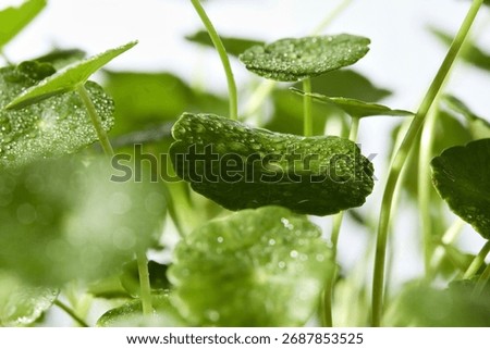 Macro side capture of Centella Asiatica leaf with clear veins, styled for science-based cosmetic raw material photography with herbal freshness.