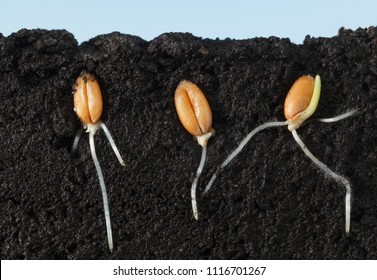 Macro side cut of three wheat kernels with first roots in dark soil