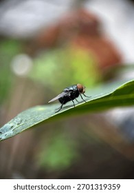 Macro side profile of a common fly with large, reflective red eyes, resting on the curved edge of a lush green leaf with a shallow depth of field.