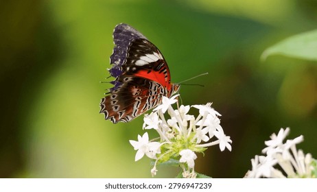 Macro side profile of a leopard lacewing butterfly perched on white blossoms with bokeh background.