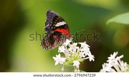 Macro side profile of a leopard lacewing butterfly perched on white blossoms with bokeh background.