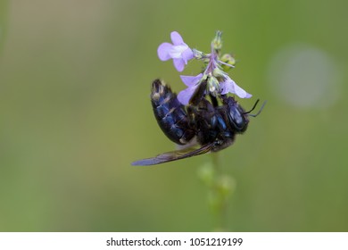 Macro side view of Carpenter bee against green background