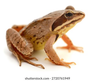 Macro side view of a common brown frog Rana temporaria. Detailed amphibian sitting on white background. Nature and herpetology concept isolated on white.