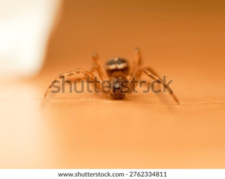 Macro side view of false widow spider Steatoda nobilis on orange and yellow background, highlighting body structure, eyes and abdomen pattern. Urban arachnid species.