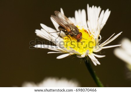  Macro side view of a gray-brown Caucasian flyfly sprout Delia platura sitting and eating on a yellow-white flower Erigeron canadensis in the rain in summer                              