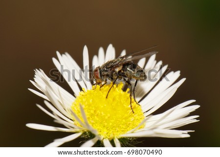  Macro side view of a gray-brown Caucasian flyfly sprout Delia platura eating on a yellow-white flower Erigeron canadensis in summer                              