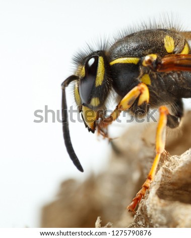 Macro side view of head and torax of a Euopean paper wasp over white background