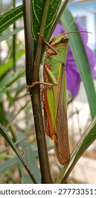 Macro side view of a Javanese Grasshopper Valanga nigricornis perched on a green plant stem with purple flowers in the background.