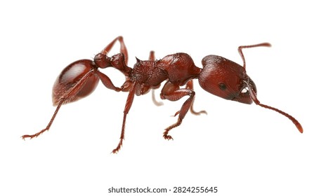 Macro side view of a red harvester ant with detailed exoskeleton texture